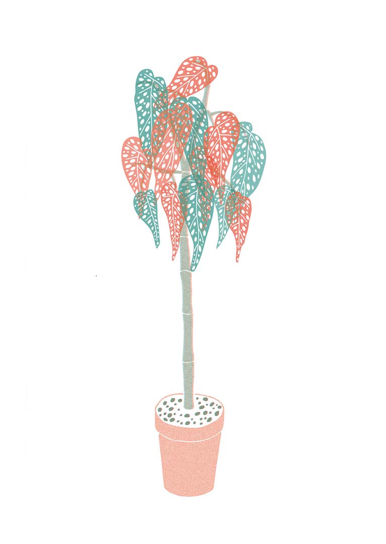 Begonia Maculata ilustración